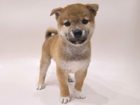 柴犬