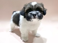 ミックス（犬）