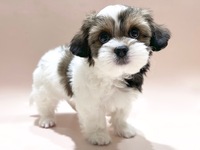 ミックス（犬）