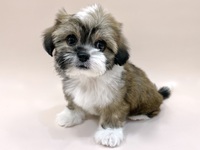 ミックス（犬）
