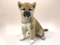 柴犬