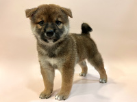 柴犬