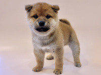 柴犬