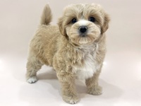 ミックス（犬）