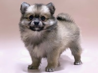 ミックス（犬）