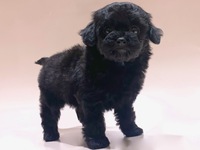 ミックス（犬）