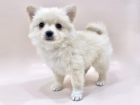 ミックス（犬）