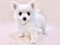 ミックス（犬）