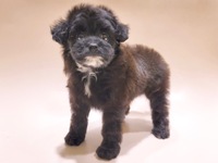 ミックス（犬）