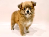 ミックス（犬）
