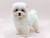 ミックス（犬）