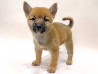 柴犬