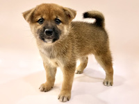 柴犬