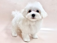 マルチーズおとこの子／2025年08月06日頃生