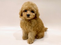 トイ・プードル