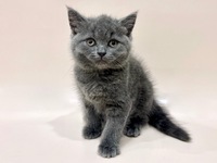 ブリティッシュショートヘアー