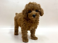 トイ・プードル