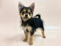 ミックス（犬）