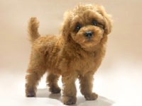 トイ・プードル