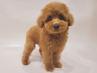 トイ・プードル