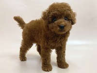 トイ・プードル