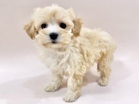 ミックス（犬）