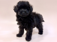 トイ・プードル