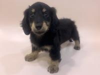 ミニチュア・ダックスフンド