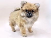 ミックス（犬）