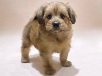 ミックス（犬）