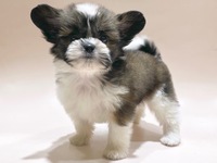 ミックス（犬）