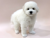 トイ・プードル