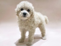 トイ・プードル