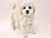 トイ・プードル