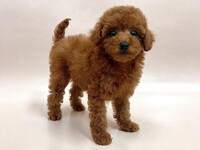 トイ・プードル