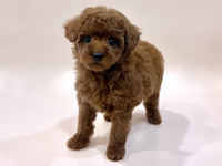 トイ・プードル