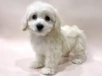 ミックス（犬）