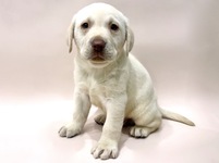ラブラドール・レトリーバー