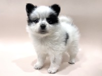 ミックス（犬）