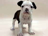 ミックス（犬）