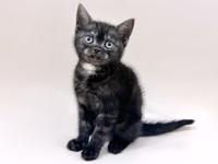 アメリカン・ショートヘアー