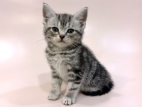 アメリカン・ショートヘアー