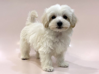 ミックス（犬）