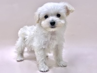 ミックス（犬）