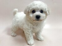 ビション・フリーゼ