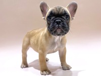 フレンチ・ブルドッグ