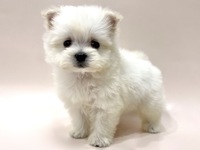 ミックス（犬）