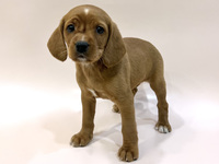 ミックス（犬）