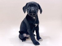 ミックス（犬）