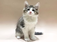 ノルウェージャンフォレストキャット